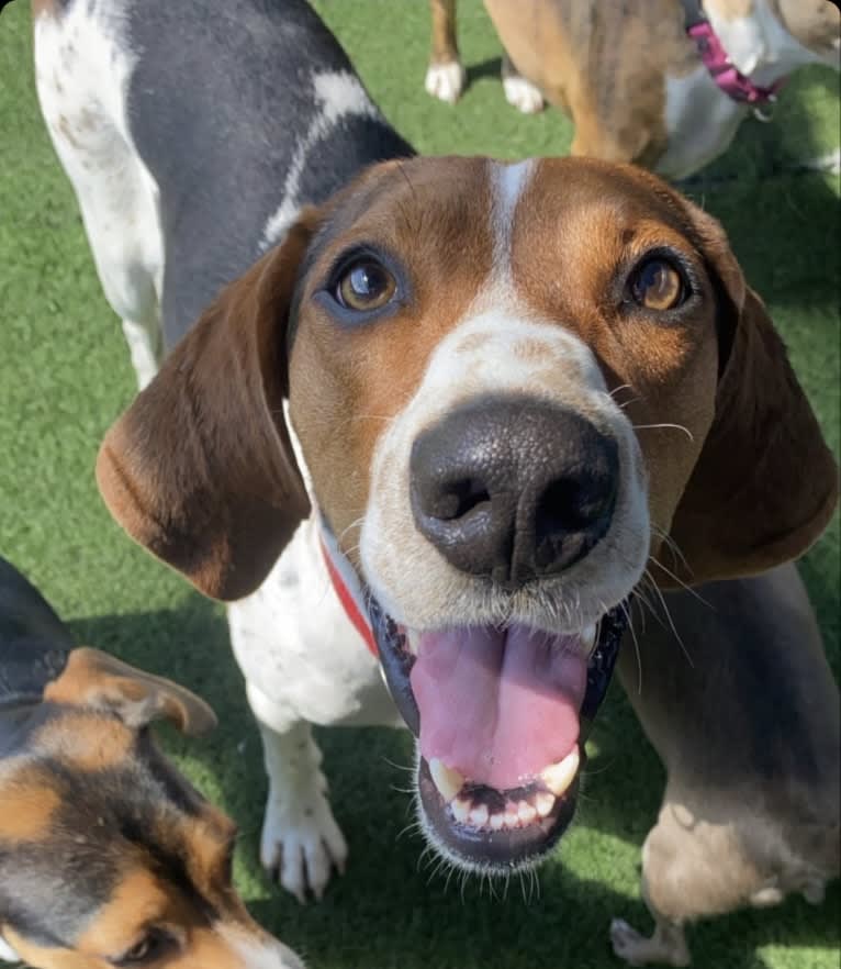 Luca, a Treeing Walker Coonhound tested with EmbarkVet.com