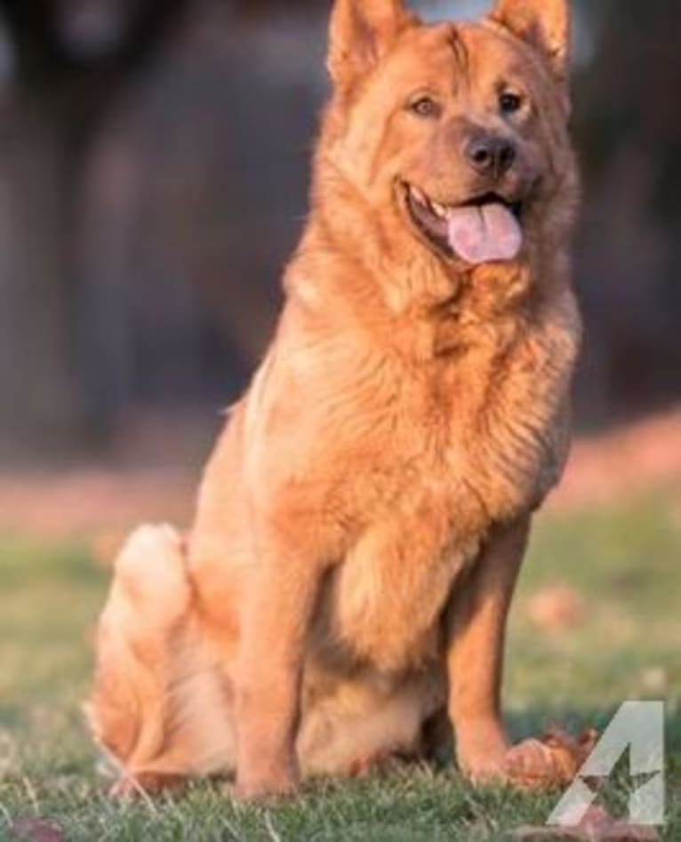 Penny, a Chow Chow and Rat Terrier mix tested with EmbarkVet.com