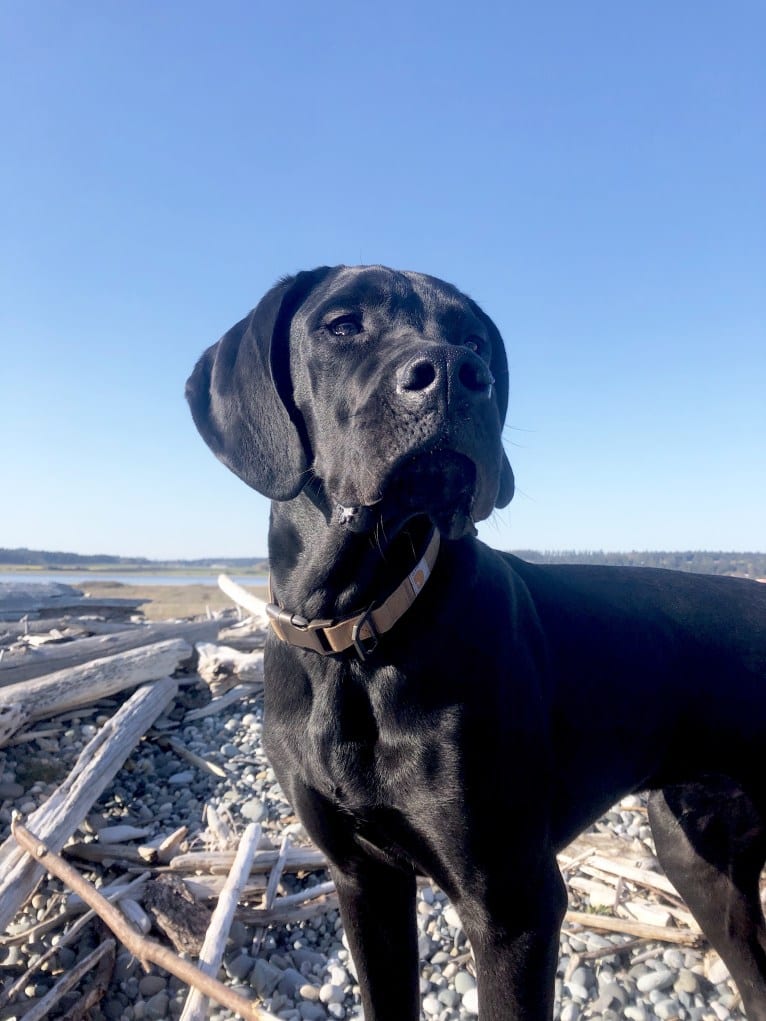 Calvin, a Great Dane and Saint Bernard mix tested with EmbarkVet.com