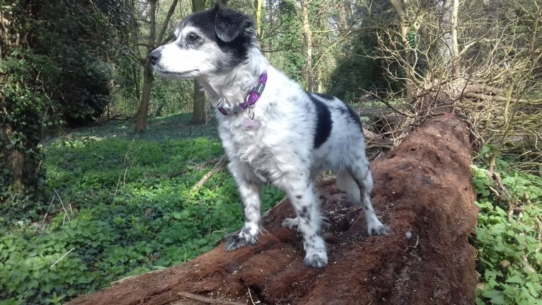 Crystal, a Russell-type Terrier and Yorkshire Terrier mix tested with EmbarkVet.com