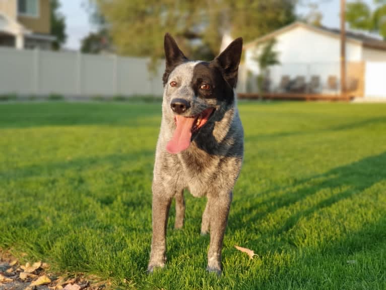 Trace, an Australian Cattle Dog and Koolie mix tested with EmbarkVet.com