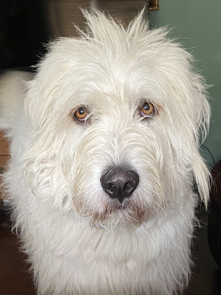 Phinehas, a Great Pyrenees and Komondor mix tested with EmbarkVet.com