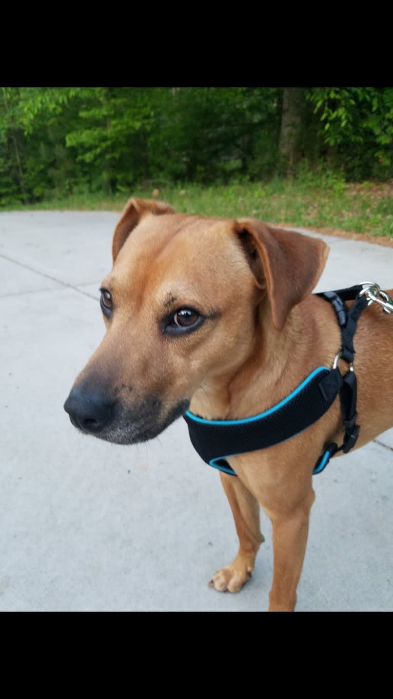 Jake, an American Pit Bull Terrier and Chow Chow mix tested with EmbarkVet.com