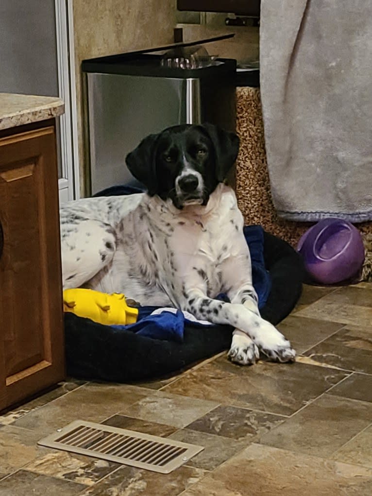 Millie, a Labrador Retriever and Great Pyrenees mix tested with EmbarkVet.com