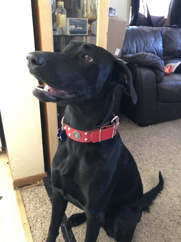 Onyx, a Labrador Retriever and Doberman Pinscher mix tested with EmbarkVet.com