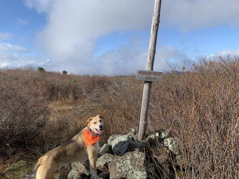 Baxter, a Mountain Cur and West Siberian Laika mix tested with EmbarkVet.com