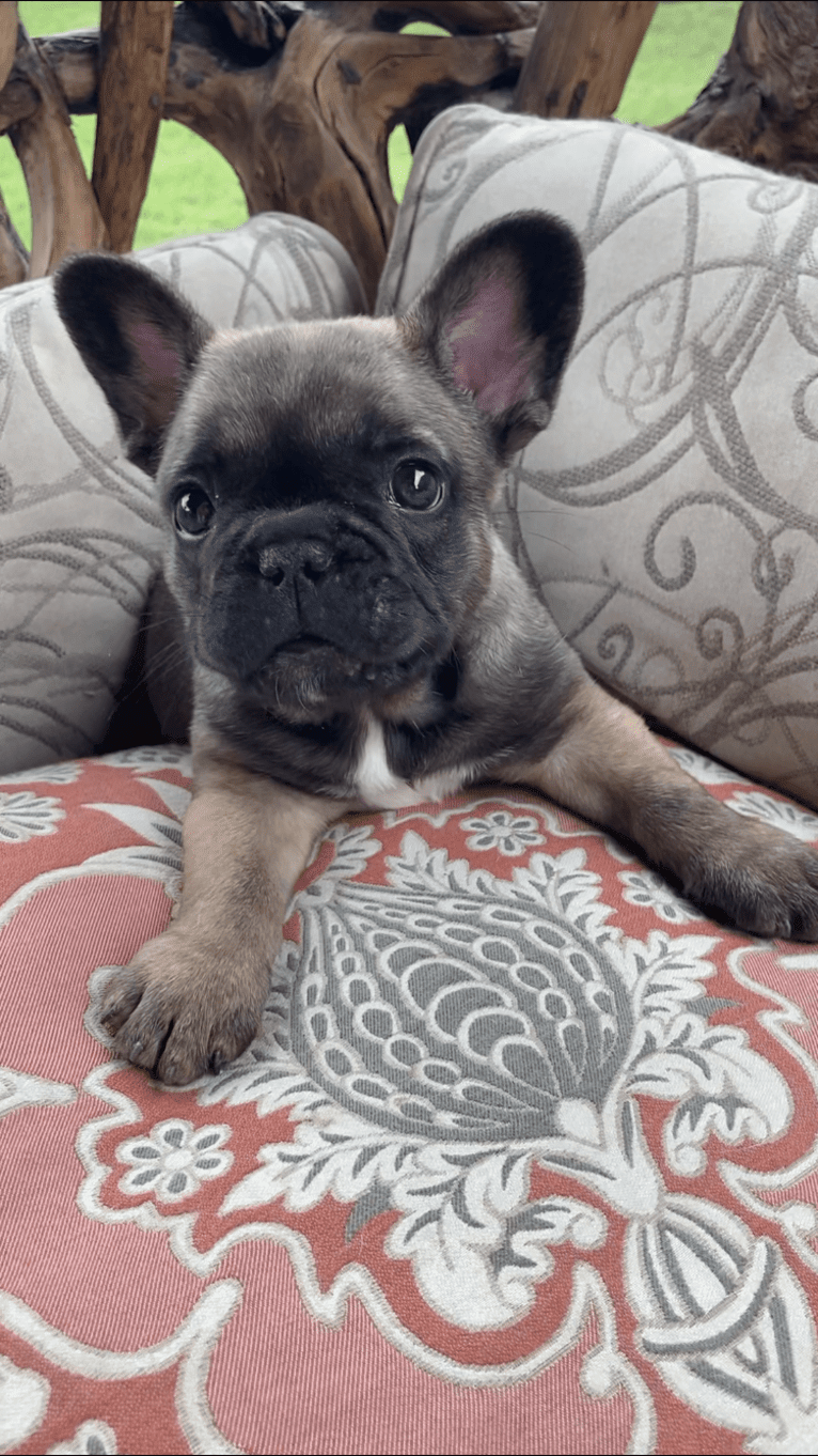 Bruno, a French Bulldog tested with EmbarkVet.com