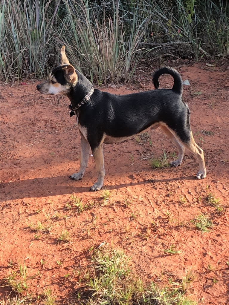 Rusty, a Chihuahua and Russell-type Terrier mix tested with EmbarkVet.com