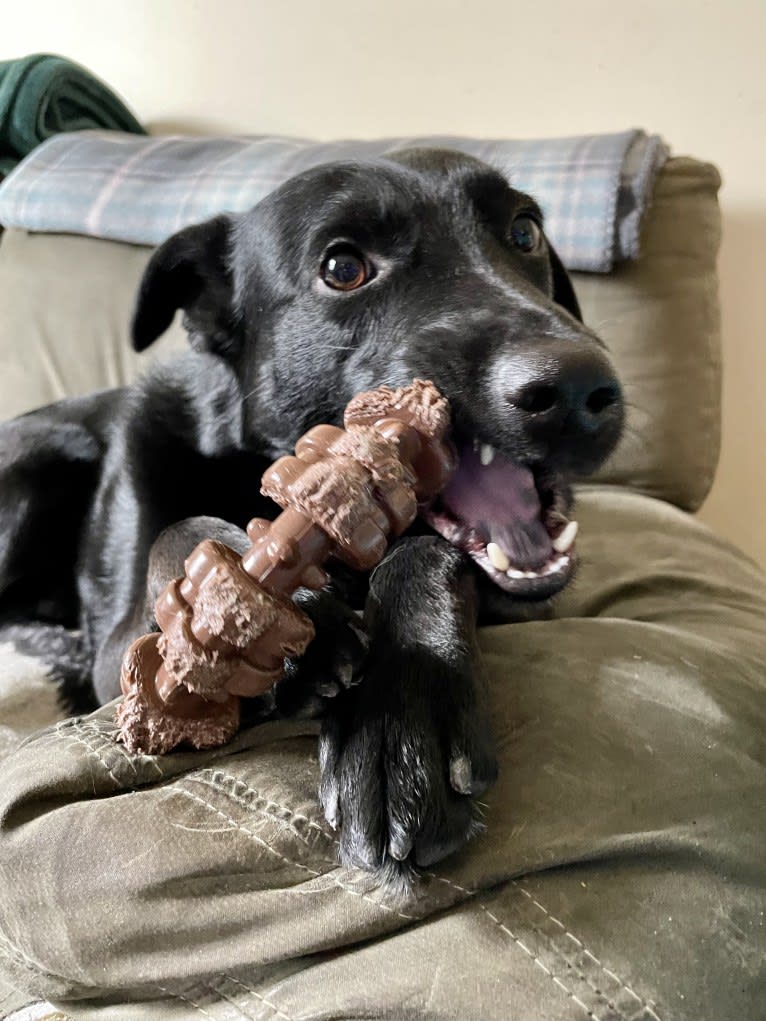 Roxie, a Labrador Retriever and German Shepherd Dog mix tested with EmbarkVet.com