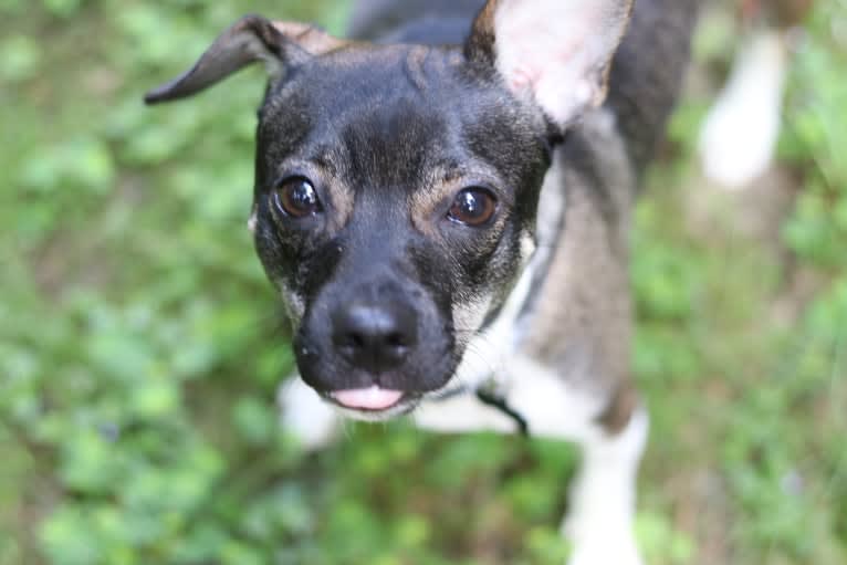 Wacho, a Chihuahua and Russell-type Terrier mix tested with EmbarkVet.com