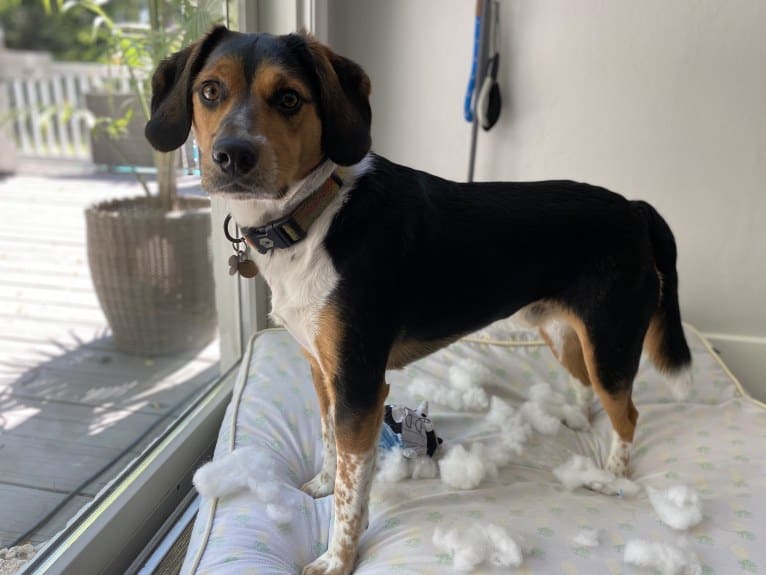 Rooney, a Beagle and Labrador Retriever mix tested with EmbarkVet.com