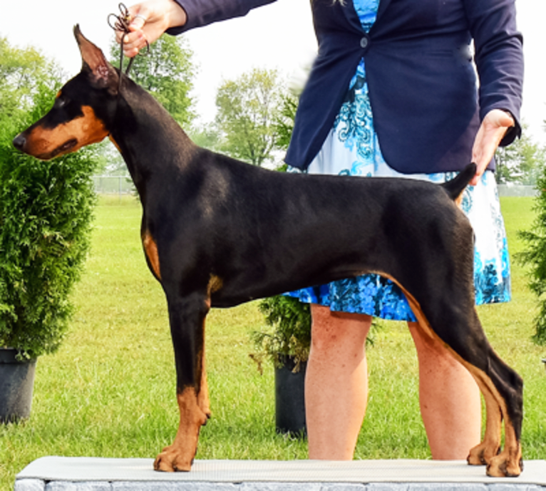 Poe, a Doberman Pinscher tested with EmbarkVet.com