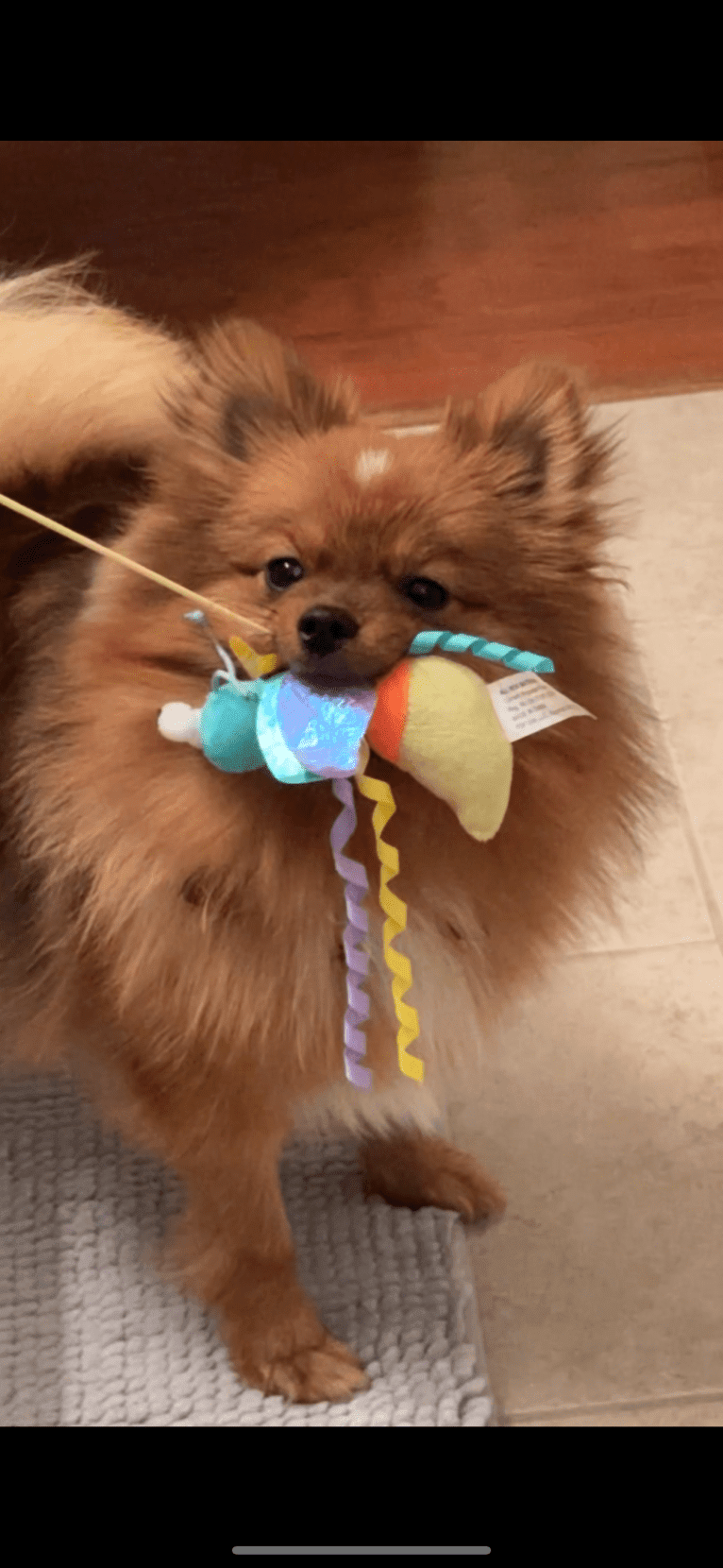 Pearl, a Pomeranian and German Spitz mix tested with EmbarkVet.com