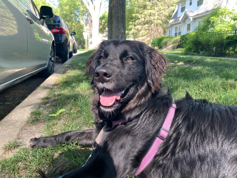 Leela, an Australian Shepherd and Labrador Retriever mix tested with EmbarkVet.com