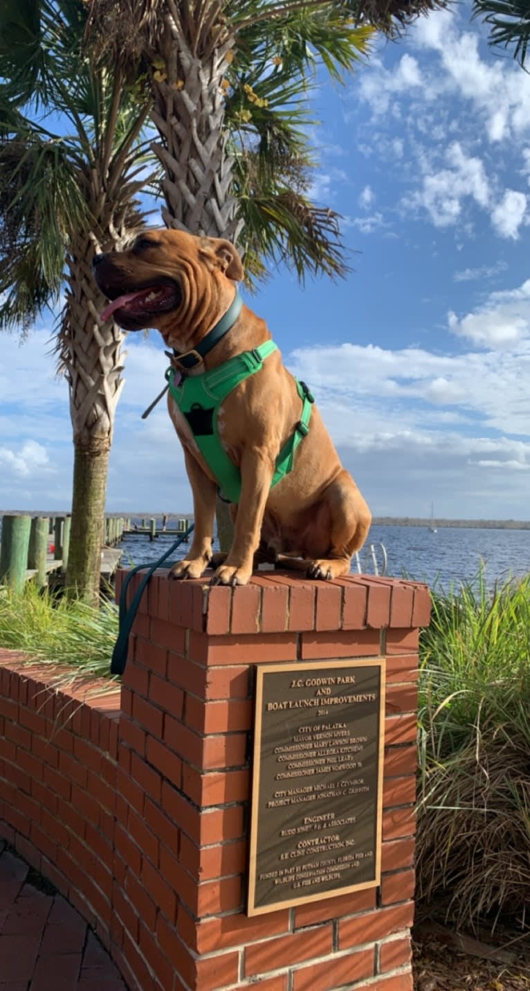 Gus, an American Bully and American Bulldog mix tested with EmbarkVet.com