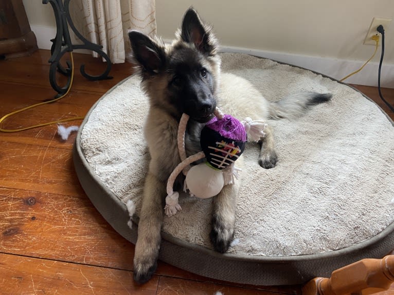 Selkie, a Belgian Shepherd tested with EmbarkVet.com