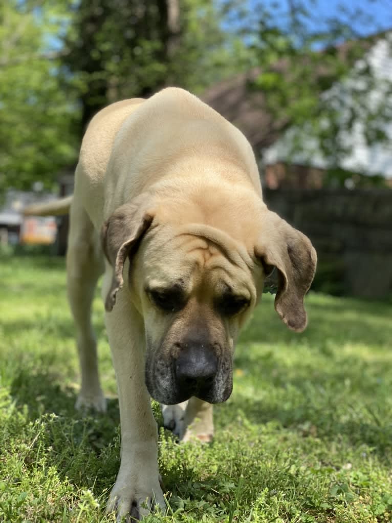 Luna, a Mastiff tested with EmbarkVet.com