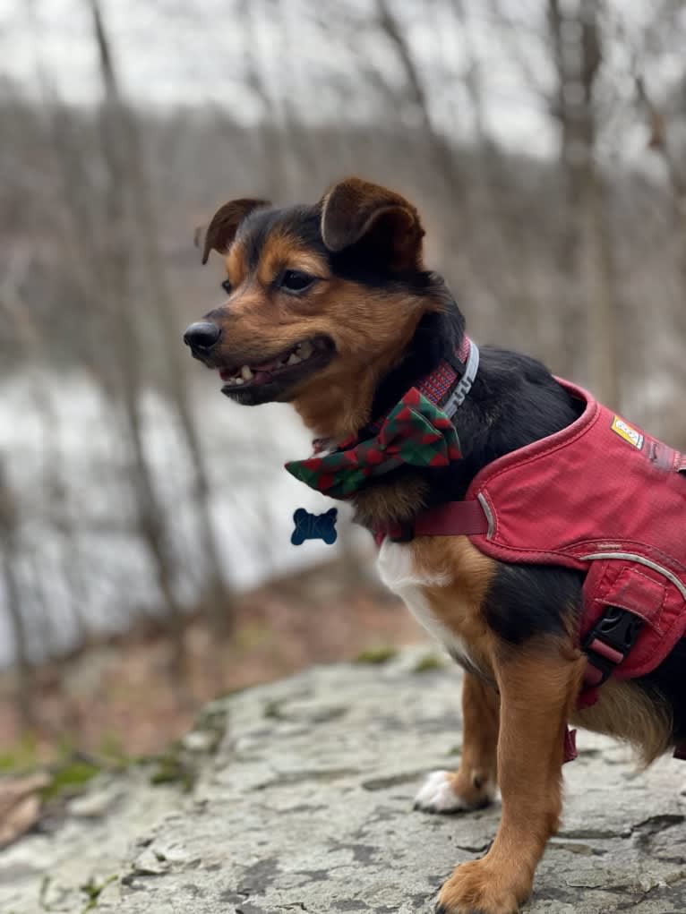 Kiko, a Pomeranian and Shih Tzu mix tested with EmbarkVet.com