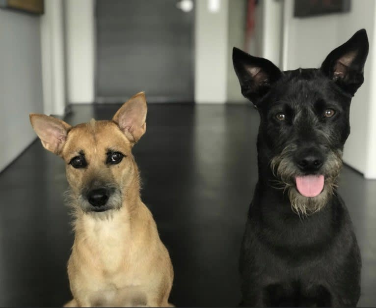Samui, a Southeast Asian Village Dog and Poodle (Small) mix tested with EmbarkVet.com