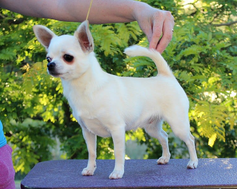 Emily, a Chihuahua tested with EmbarkVet.com