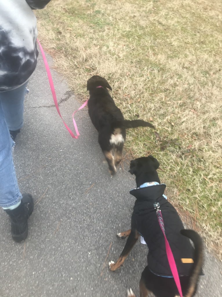 River, a Beagle and Chihuahua mix tested with EmbarkVet.com