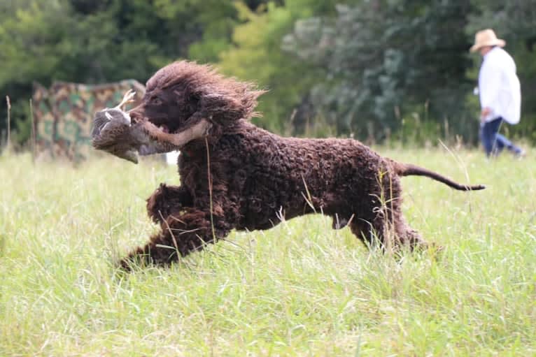 Ruairi, an Irish Water Spaniel tested with EmbarkVet.com