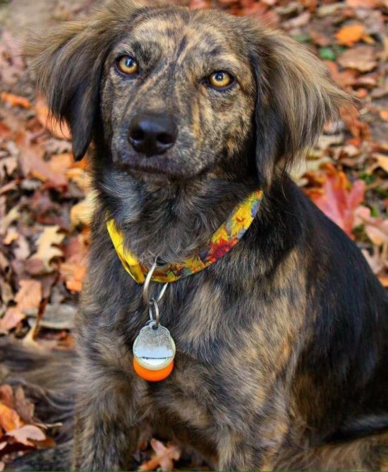 Mama dáy, a Plott and Border Collie mix tested with EmbarkVet.com