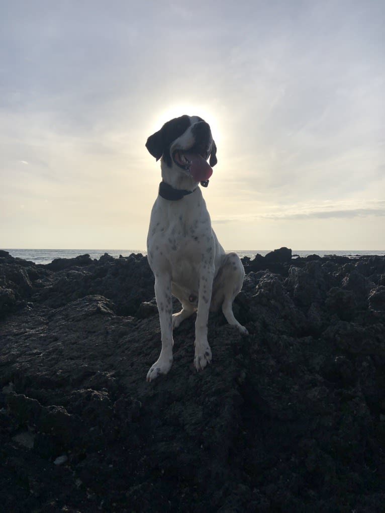 El Guapo, a Brittany and Catahoula Leopard Dog mix tested with EmbarkVet.com