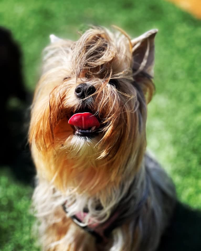 Gabby Now Star Tsarskaya Uteha, a Biewer Terrier and Havanese mix tested with EmbarkVet.com