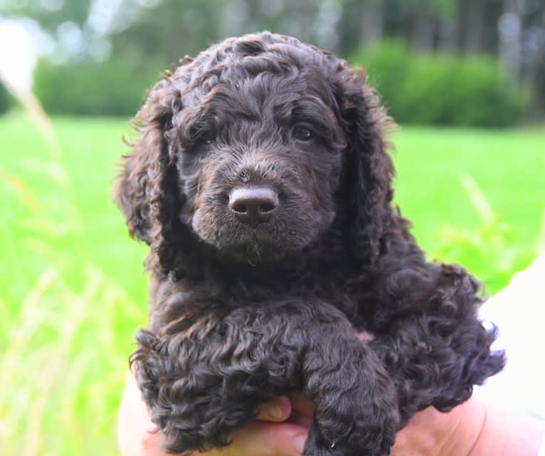 Blue, an Irish Water Spaniel tested with EmbarkVet.com