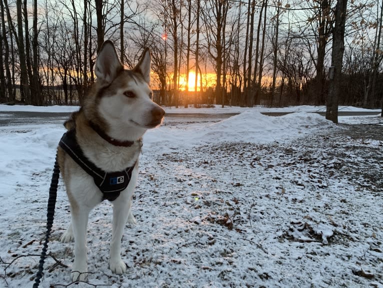 Holly, a Siberian Husky and Alaskan Malamute mix tested with EmbarkVet.com