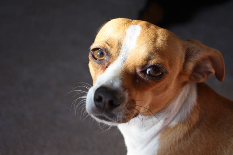 Cheza, a Chihuahua and Poodle (Small) mix tested with EmbarkVet.com