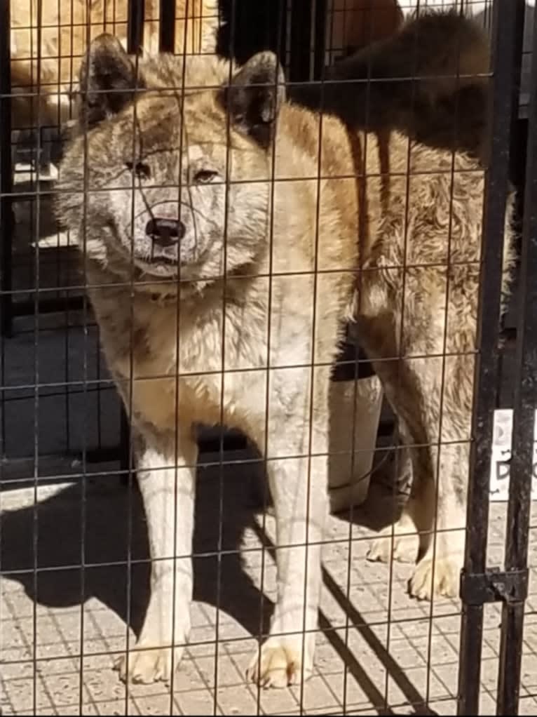 Thor, an Akita Inu tested with EmbarkVet.com