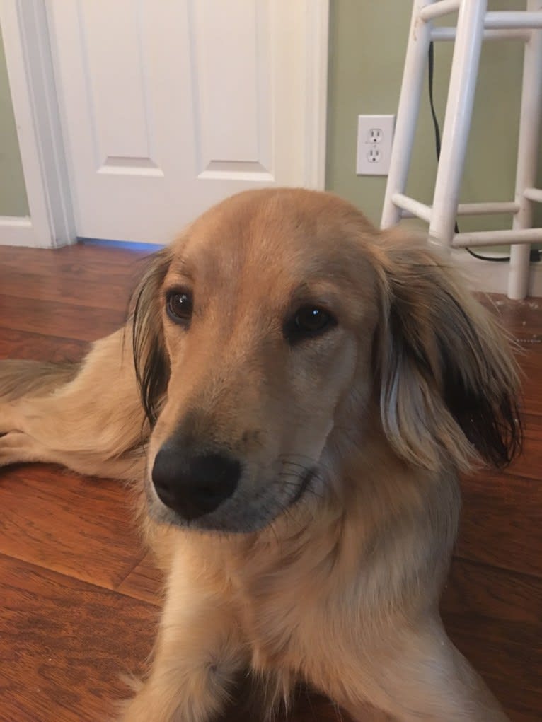 Gus, a Russell-type Terrier and Cocker Spaniel mix tested with EmbarkVet.com