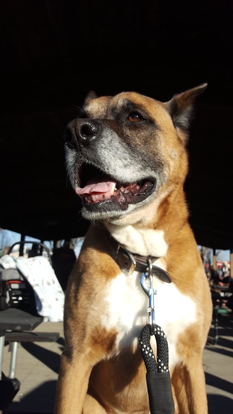 Vadar, a Boxer and Australian Shepherd mix tested with EmbarkVet.com