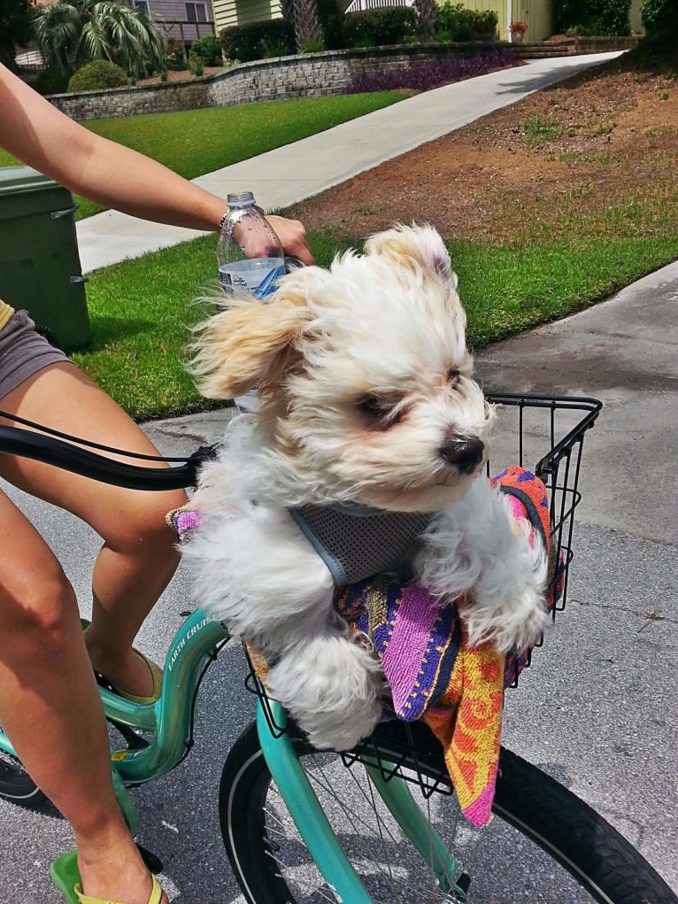 Marlin, a Havanese tested with EmbarkVet.com