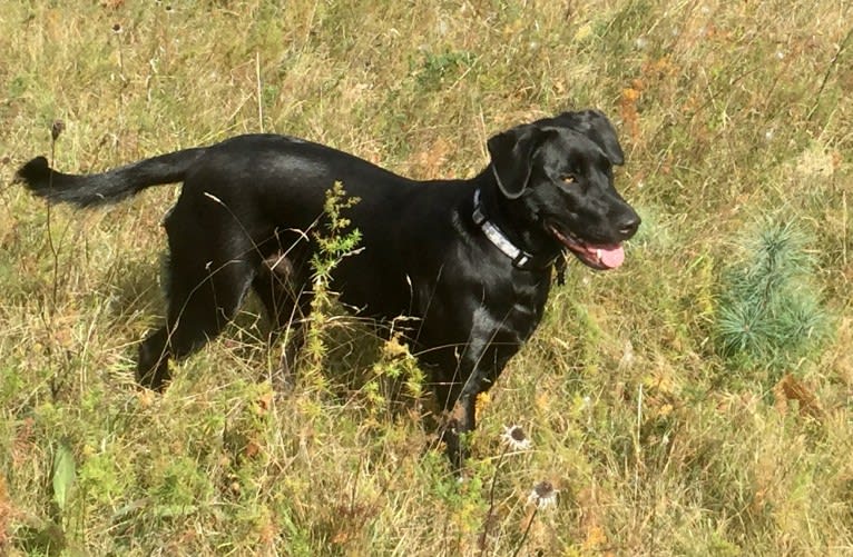 Sienna, a Labrador Retriever and American Pit Bull Terrier mix tested with EmbarkVet.com