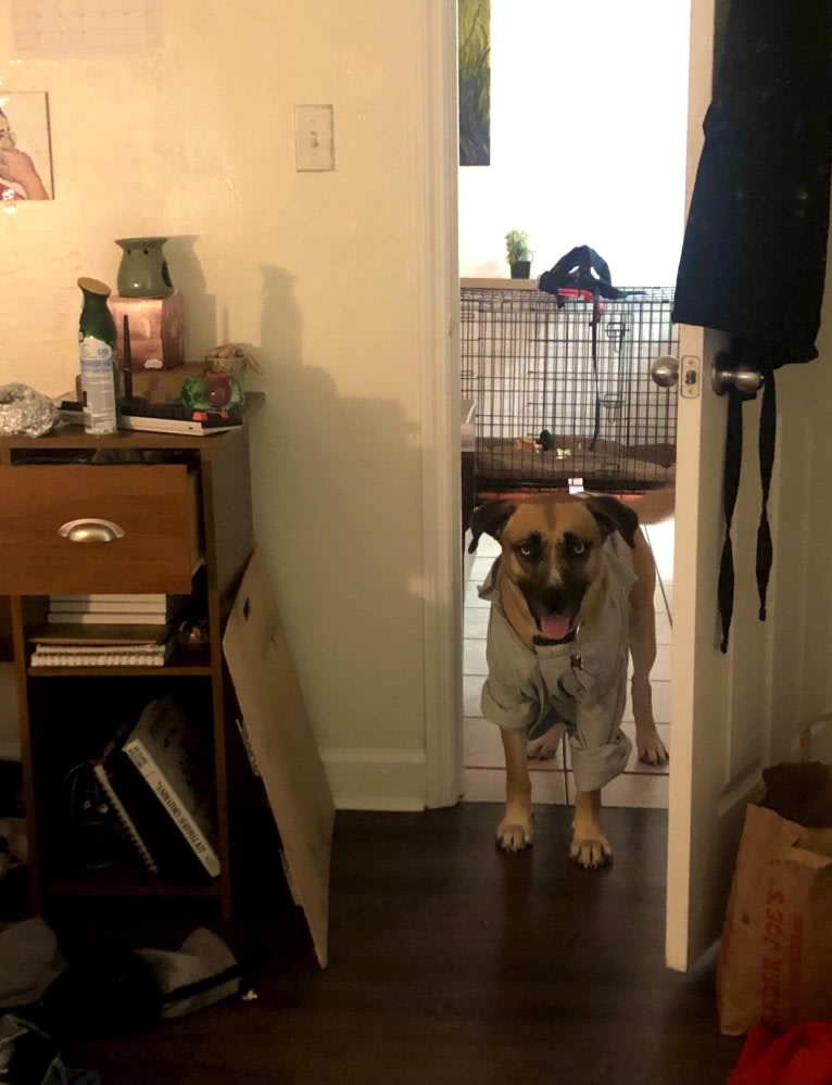 Haku, a Siberian Husky and American Pit Bull Terrier mix tested with EmbarkVet.com