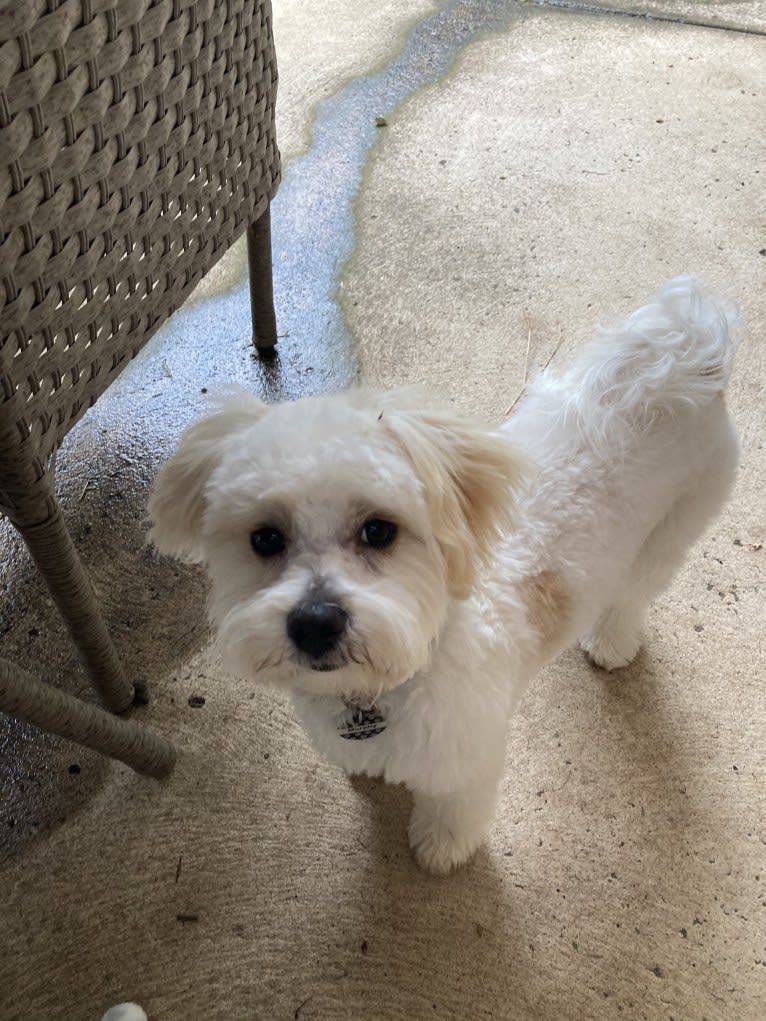 Murphy, a Maltese and Shih Tzu mix tested with EmbarkVet.com