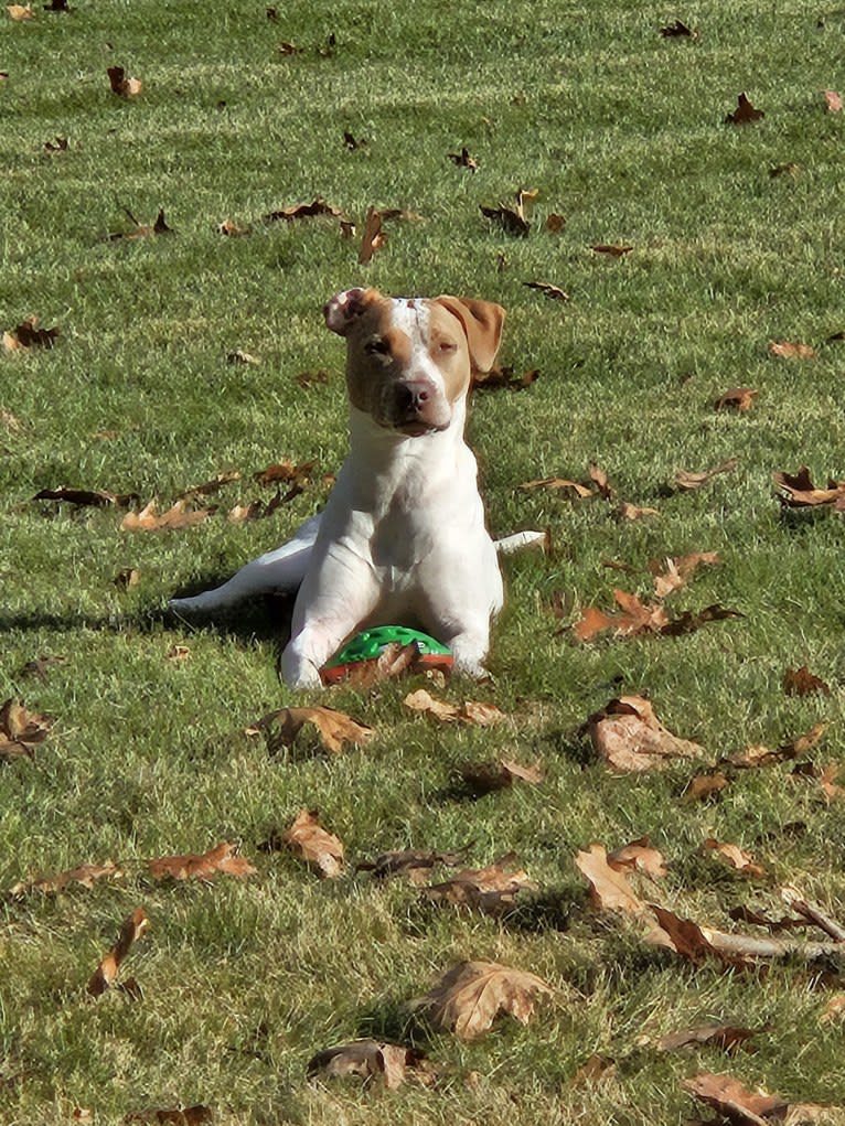 Beck, an American Pit Bull Terrier and Australian Cattle Dog mix tested with EmbarkVet.com