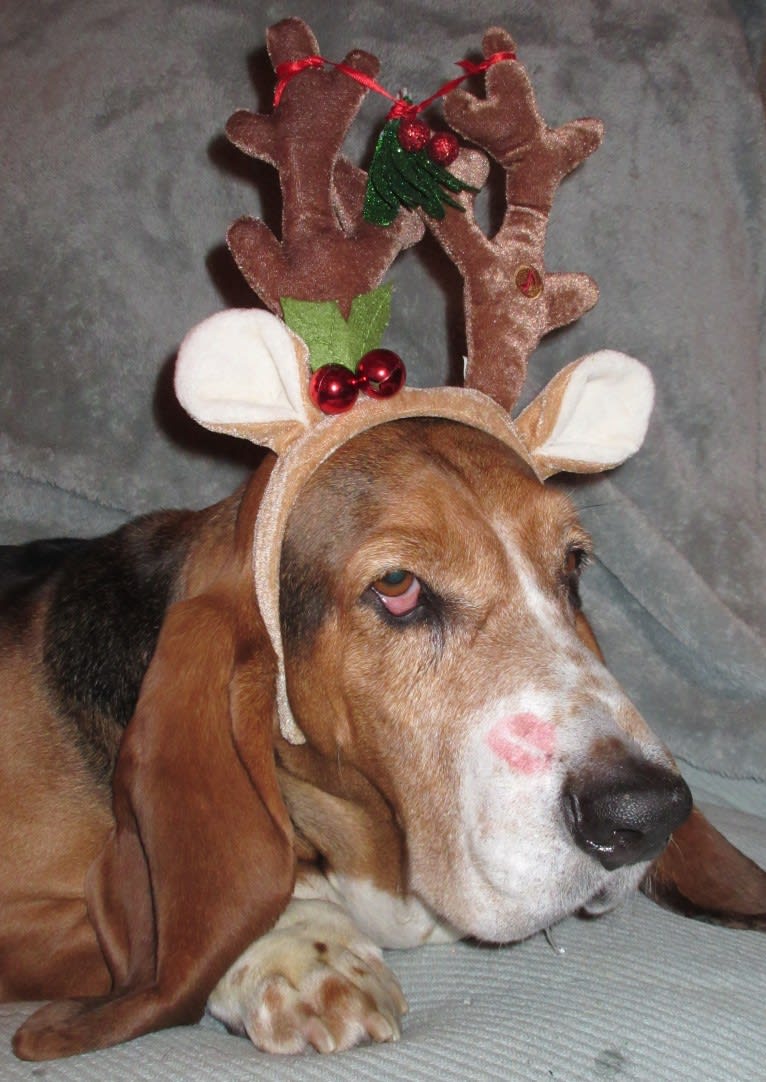 Teddy, a Basset Hound tested with EmbarkVet.com