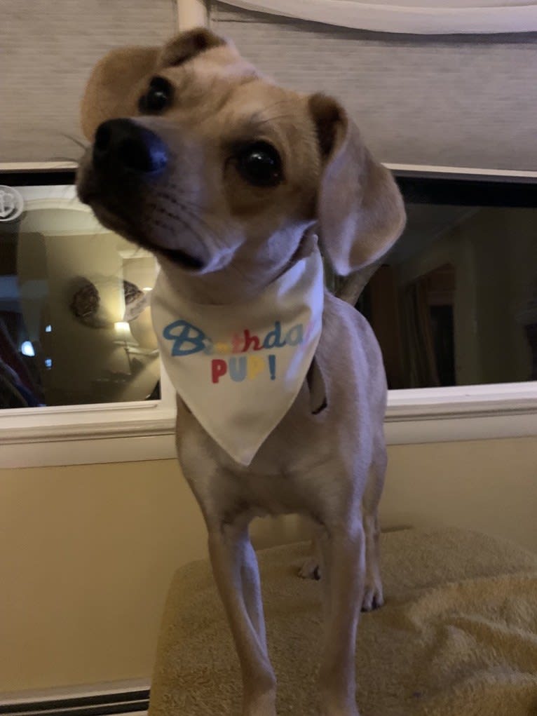 Gery, a Beagle and Poodle (Small) mix tested with EmbarkVet.com