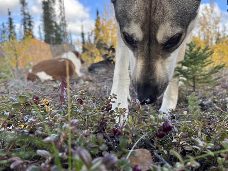 Mittsie Winkelman, a Siberian Husky and German Shepherd Dog mix tested with EmbarkVet.com