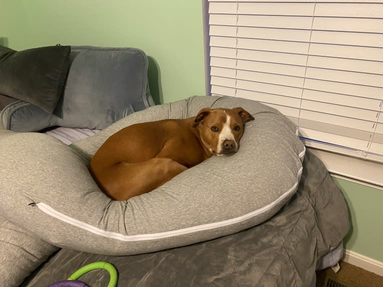 Oscar, an American Pit Bull Terrier and Dachshund mix tested with EmbarkVet.com