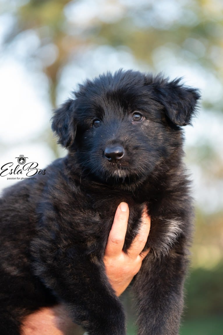 Hunter, a German Shepherd Dog and Irish Wolfhound mix tested with EmbarkVet.com