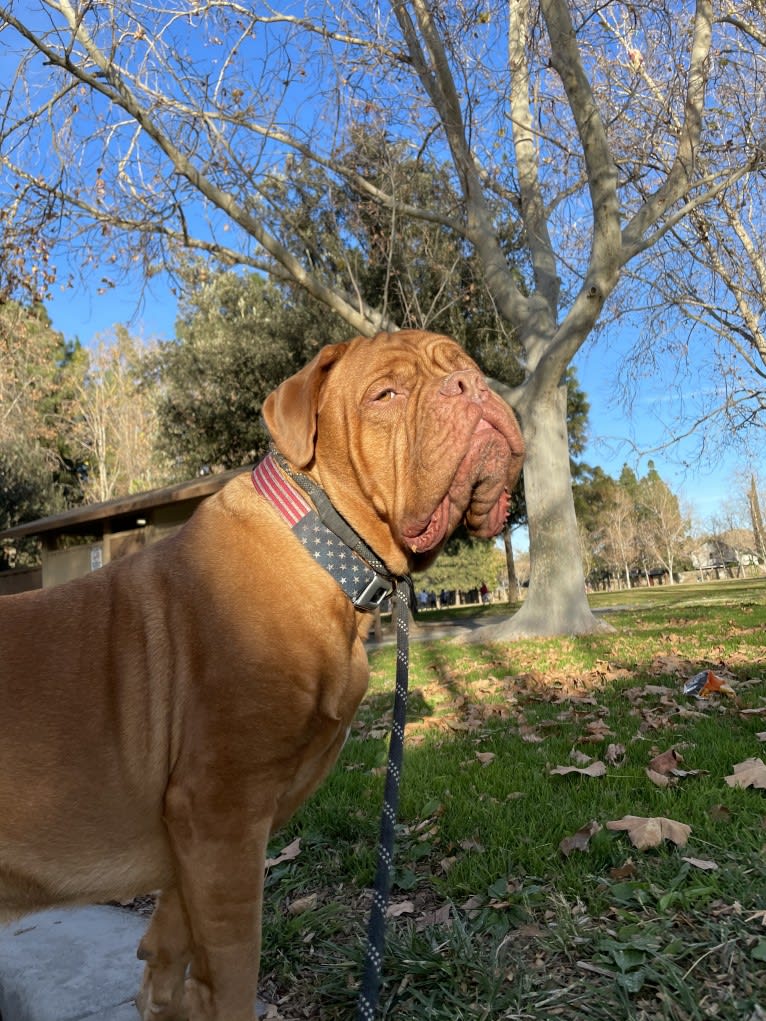 Rhett, a Dogue de Bordeaux tested with EmbarkVet.com