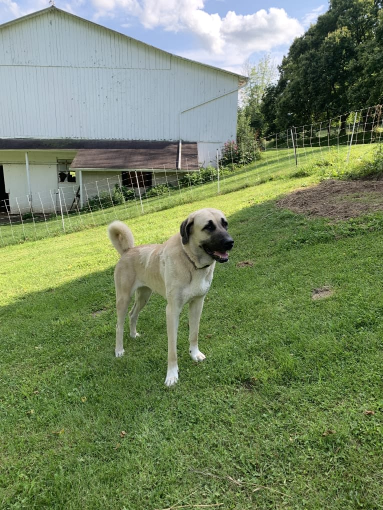 Wolf House Maysa, an Anatolian Shepherd Dog tested with EmbarkVet.com