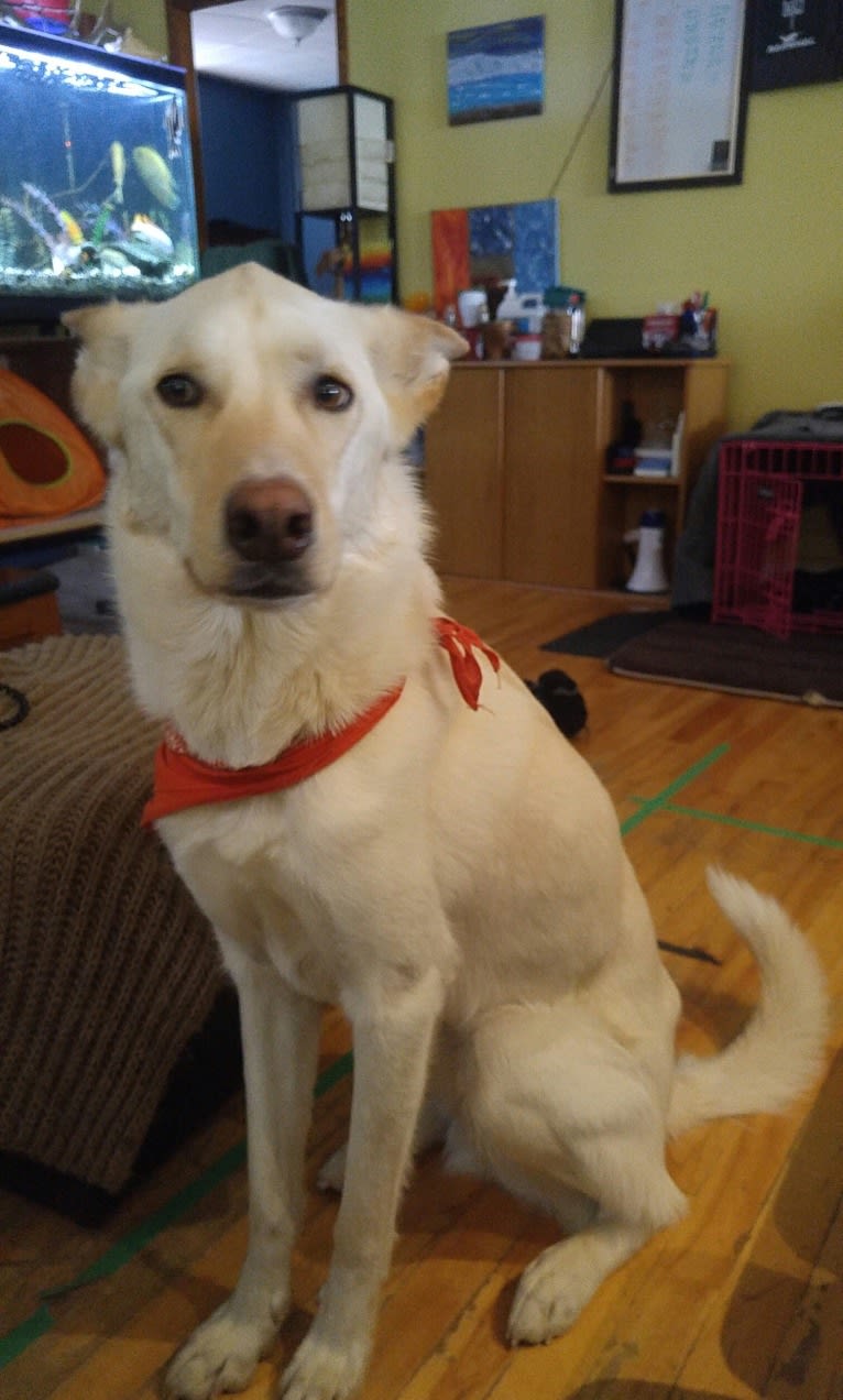 Loki, a Siberian Husky and Australian Cattle Dog mix tested with EmbarkVet.com