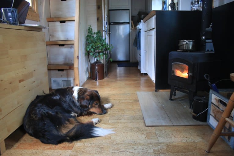 Burley, an English Shepherd tested with EmbarkVet.com