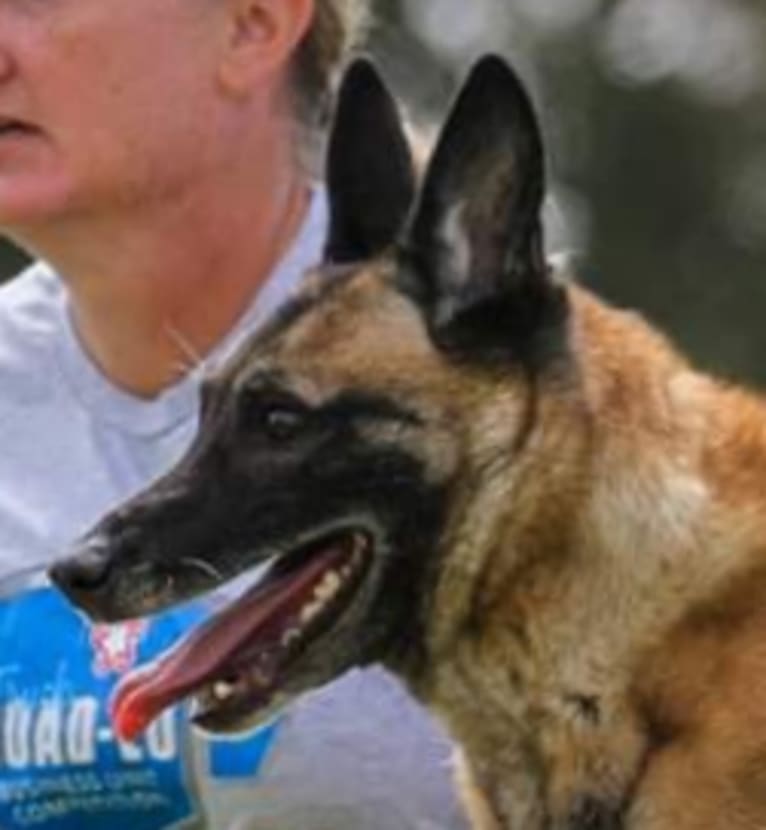 Dottie von Vogeley, a Belgian Shepherd tested with EmbarkVet.com